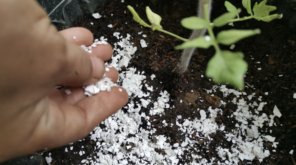 A hand sprinkles eggshells on garden soil