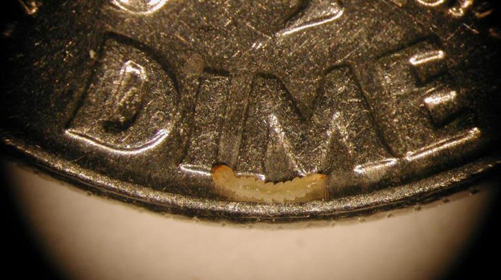 Emerald ash borer larva is shown on a dime.