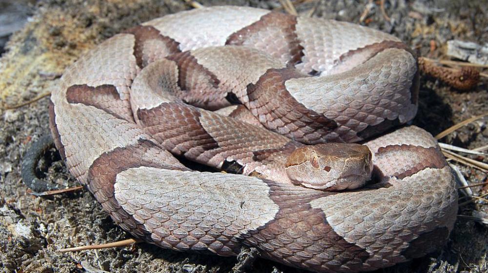 A coiled copperhead snake looks at the camera.