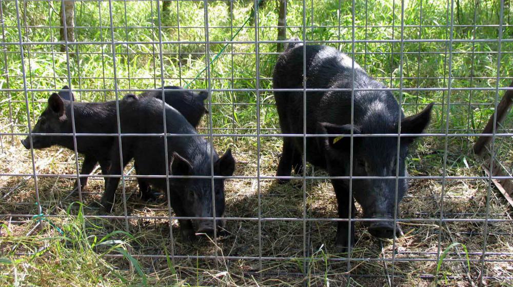 An adult wild hog and two piglets, all covered in coarse black hair, stand inside a wire-sided trap set in green grass on the edge of some woods.