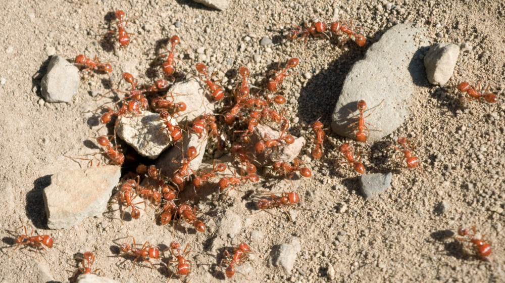 Fire ants around rocks