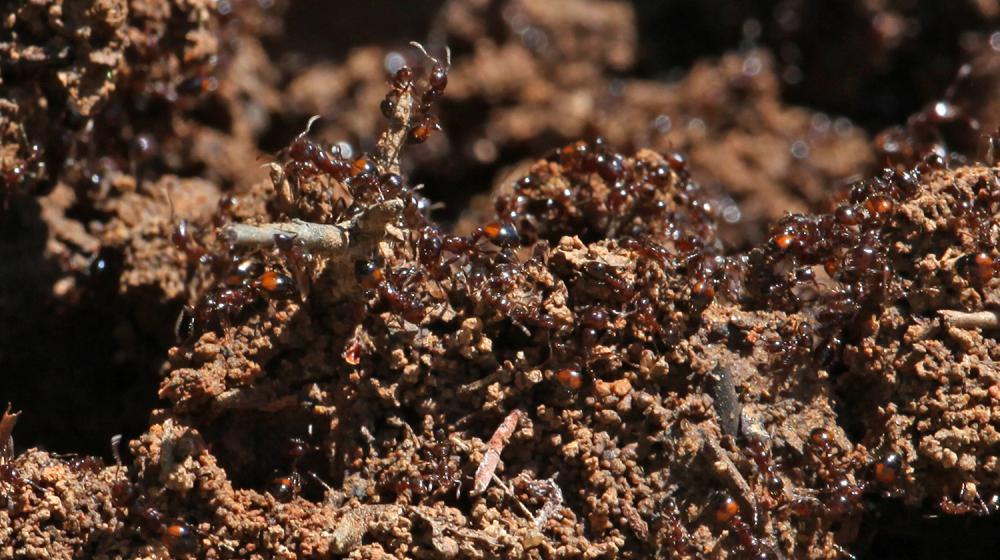 Invasive fire ants crawl over a mound of soil. (File photo by MSU Extension/Kat Lawrence)