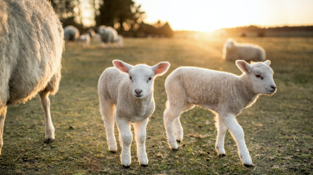 Two lambs stand along side a sheep in a pasture as the sun rises in the distance.