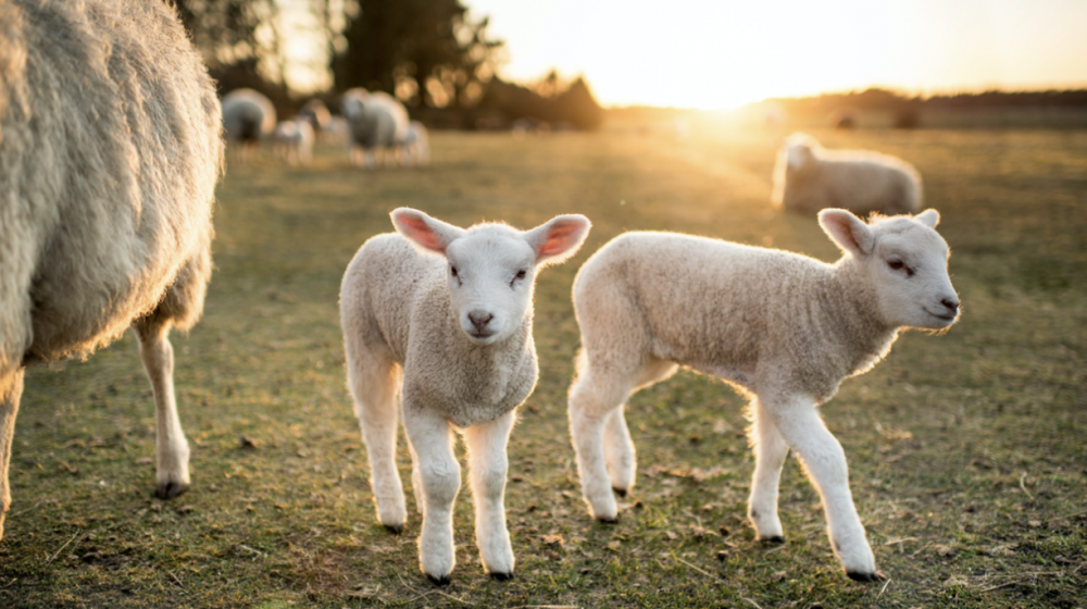 What's the Difference Between Lambs and Sheep  Mississippi State  University Extension Service