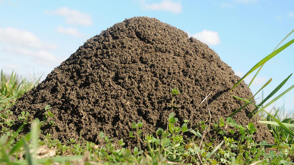 A close-up of a fire ant mound.