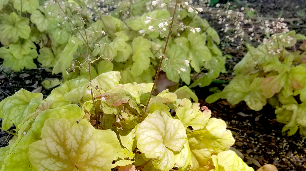 A plant with light green leaves and white flowers on tall stems grows in the shade under a tree.