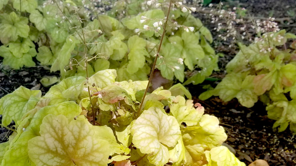 A plant with light green leaves and white flowers on tall stems grows in the shade under a tree.  