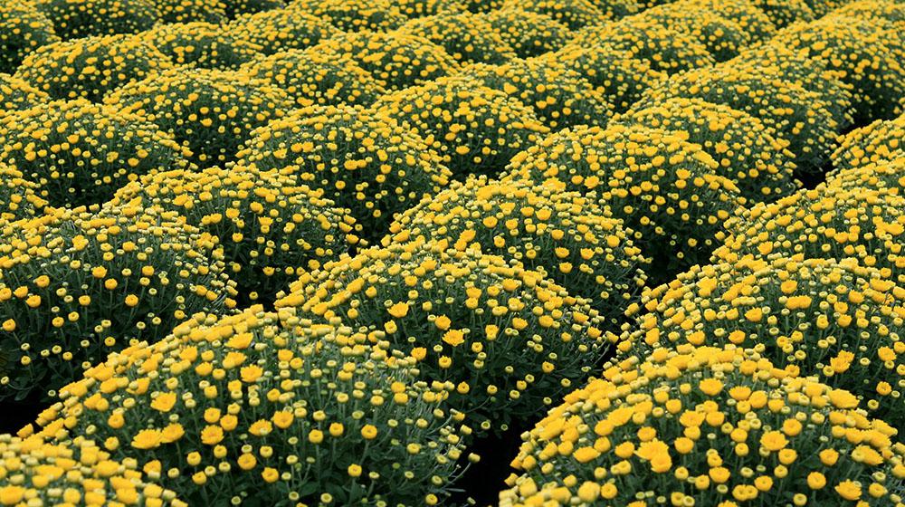 Rows of yellow mums.
