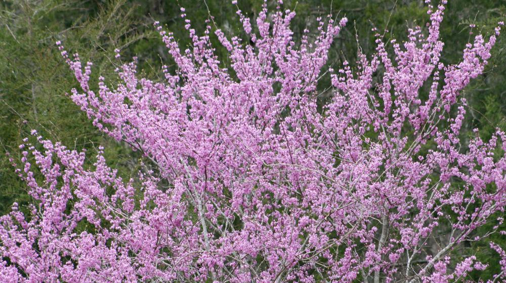Eastern Redbud Tree with pink flowers.