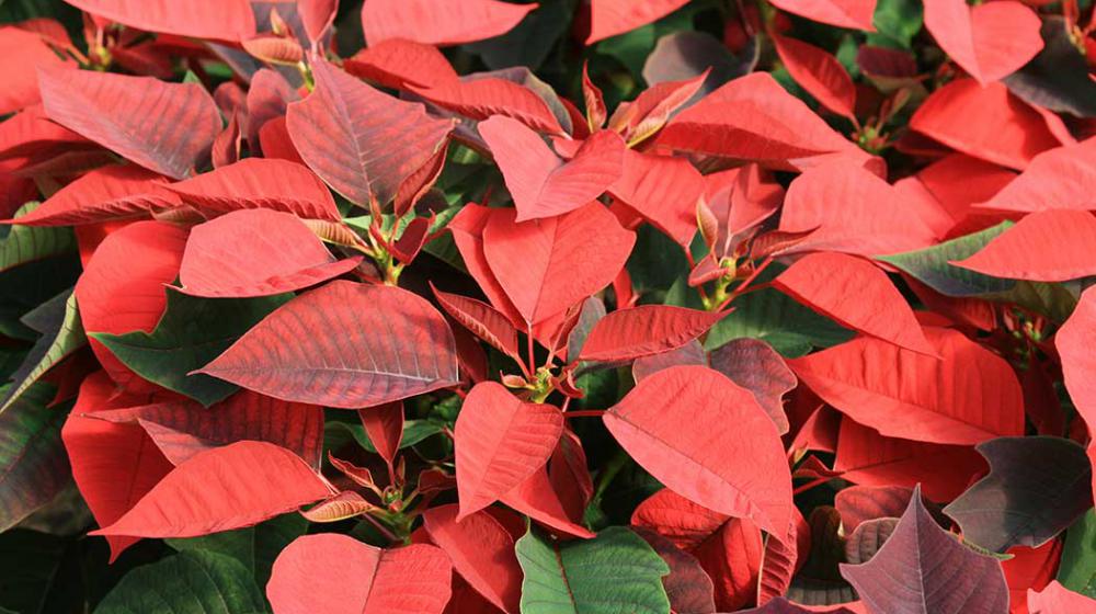 A group of red poinsettias. 