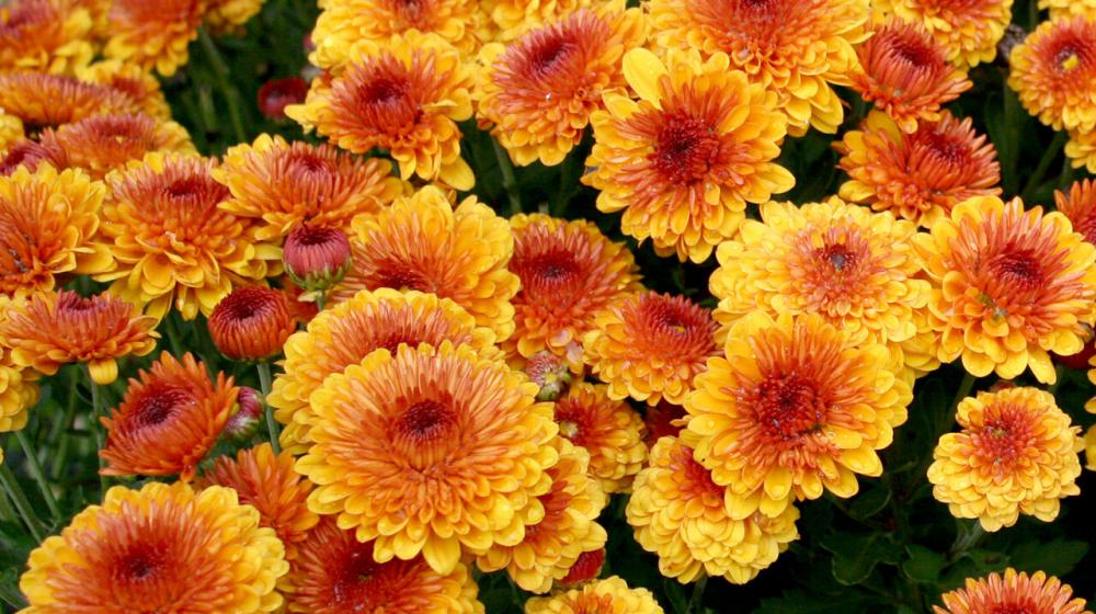 A group of yellow, orange and red flowers.