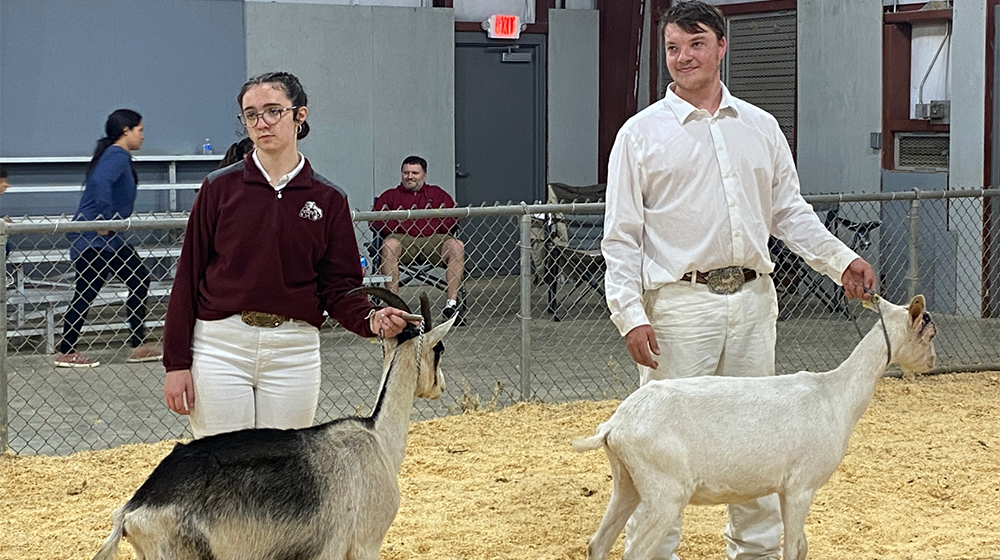 A young woman and young man showing goats.