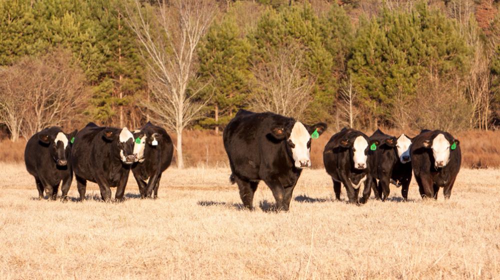 Beef | Mississippi State University Extension Service