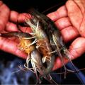 Shrimp grow fast in warm weather and typically grow a size category every two weeks.