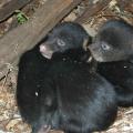 These South Mississippi cubs are part of a growing population of black bears in Mississippi. They were photographed by David Watts in Wilkinson County in March 2005.
