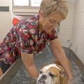 Canine physical therapist Ruby Lynn Carter-Smith keeps an eye on Mississippi State University's mascot Bully XIX as he undergoes 15 minutes of whirlpool therapy at MSU's College of Veterinary Medicine. (Photo by Tom Thompson)
