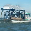 The Miss Jeannie out of Pass Christian was one of the boats harvesting oysters on the St. Joe Reef near Bayou Caddy in early October. (Photo by Bob Ratliff)