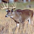 Scientists at Mississippi State University studying factors that affect antler size have found that good soil and habitat quality can help deer develop significantly larger antlers. (Photo by Paul T. Brown/Mississippi State University)
