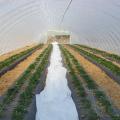 Mississippi State University is researching high tunnel greenhouses as a way to grow produce and cut flowers year-round in Mississippi without heating. Strawberries can be seen growing March 6 in black plastic mulch rows in this high tunnel in Faison, N.C. (Photo by Mengmeng Gu)