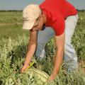 Dean Schmidt , 15, uses a special tool to cut watermelons at his family's farm near Okolona.