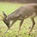 Research conducted by Mississippi State University shows that protecting younger bucks improves the health of the deer population. (Photo by Steve Gulledge)