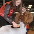 Forrest County 4-H members Alexandra Pittman, 12, and Carson Keene, 5, of Hattiesburg, prepare to take Pittman's Mississippi bred grand champion goat, which was the reserve champion light heavyweight goat, into the auction ring at the Dixie National Sale of Junior Champions on Feb. 11. Buyers donated more than a quarter of a million dollars at this year's sale of 42 market animals. (Photo by Kat Lawrence)