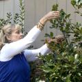 Lelia Kelly, a horticulturist with the Mississippi State University Extension Service, demonstrates how to prune shrubs in one of her "Gardening Through the Seasons" online videos. (Photo by MSU Ag Communications/Tim Allison)