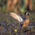 Mississippi State University researchers are gathering inforamtion that will help biologists and managers determine where and when habitats should be made available for migrating and wintering ducks. (Photo by Joe Mac Hudspeth, Jr.)