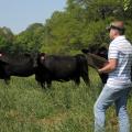 Nick Simmons of Saltillo is one of two evaluators using a new method of scoring hair shedding on this herd of Angus cattle on Mississippi State University's South Farm in April. (Photo by Kat Lawrence)