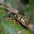 Yellow jackets are small, ground-dwelling wasps that attack in numbers when disturbed. They are a threat year-round, but they are a bigger problem in the fall, when their numbers are high. (Photo by Blake Layton)