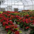 Thirty-two varieties of poinsettias in shades of red, pink and white are gaining more color each day as the Mississippi State University's annual holiday plant sale approaches. The event will be from 9 a.m. to 5 p.m. on Dec. 3 in the campus greenhouses behind Dorman Hall on Stone Boulevard. (Photo by Kat Lawrence)