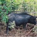 Recent testing has found that some feral swine in Mississippi have been exposed to diseases that can be transmitted to humans and domestic animals. Landowners are encouraged to trap or hunt feral swine to help reduce their population in the state. (Photo by Andrea Cooper)