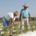 Doil Moore, left, gets a closer look at young tomatoes on Prospect Produce Farm in the Sonora Community, south of Houston. Moore and his business partner, James Earnest, have been selling locally grown fruits and vegetables since 2009.