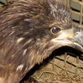 A juvenile bald eagle found in late April near the Burnsville community would have died if not for the efforts of a concerned citizen and three organizations. (Photo by MSU College of Veterinary Medicine/Maggie Horner)