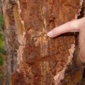 Pine bark beetles have attacked this stressed pine tree, burrowing under the bark and killing the tree. (file photo)