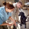 Capt. SaraRose Knox, a 2010 graduate of MSU's College of Veterinary Medicine, teaches military handlers basic first aid for their dogs, such as bandaging, stabilizing fractures and trimming nails. (Submitted photo)