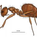 This scientific illustration depicts an adult crazy hairy ant, Nylanderia pubens, which was first detected in Mississippi in 2009. (Illustration by Mississippi Entomological Museum/Joe MacGown)