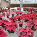 Mississippi State University researchers tested an organic method of treating poinsettia cuttings to fight a devastating fungus that causes stem and root rot. Mississippi producers grow an estimated 200,000 poinsettias per year, valued at $1 million. (Photo by Kat Lawrence)