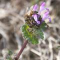 Honey bees forage on flowers, such as henbit, about a month earlier than usual due to warm winter temperatures. (Photo by Kat Lawrence)