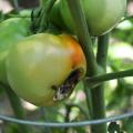 Blossom-end rot, seen on this tomato, is a common problem in home gardens. It is typically caused by uneven watering, which prevents enough calcium from reaching the fruit. (Photo by MSU Ag Communications/Scott Corey)