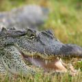 Mississippi State University biologist David Ray and colleagues from the United States and Australia will map the genetic code of the reptile order that includes alligators and crocodiles. (Submitted photo.)