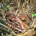 Within the first hours of their lives, fawns can be vulnerable to wild hogs. (File photo by MSU Ag Communications)