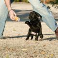 New puppy parents can modify behavior by incorporating some training into daily interactions. A fun game of fetch teaches puppies to return items of value. (Photo by MSU College of Veterinary Medicine/Tom Thompson)