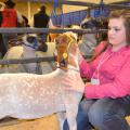 Calhoun County 4-H member Mikayla Shelton prepares her Mississippi-bred grand champion light heavyweight goat, Ready Or Not, for his turn in the show ring at the Dixie National Sale of Champions Feb. 6 in Jackson. The 44 market goats, lambs, steers and hogs brought a preliminary total of $369,150, setting a new record. (Photo by MSU Ag Communications/Susan Collins-Smith)