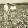 Mississippi State University Extension Service agents spent many hours beside farmers in cotton fields as they waged war against invasive boll weevils, which often robbed plants of their top bolls. Extension personnel helped organize the successful eradication efforts that resulted in Mississippi fields without boll weevil since 2009. (MSU Ag Communications file photo)