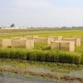Researchers at Mississippi State University use a large cage over multiple rice plants to help them determine when rice stink bugs cause the most damage. (Photo courtesy of Jeff Gore)