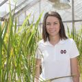 Jennifer Corbin, a research associate with the Mississippi Agricultural and Forestry Experiment Station, studies rice varieties, such as these growing in a greenhouse at the Delta Research and Extension Center in Stoneville on May 22, 2014. (Photo by MSU Ag Communications/Kat Lawrence)