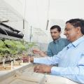 Mississippi State University professor K. Raja Reddy, foreground, shows Omar Ali, a doctoral student from Iraq, cotton plants growing in the Soil-Plant-Atmosphere-Research unit at the R.R. Foil Plant Research Center on May 8, 2014. (Photo by MSU Office of Public Affairs/Beth Wynn)