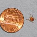 Lone star ticks, such as this adult female, are found in all Mississippi counties. (Photo by MSU Ag Communications/Kat Lawrence)