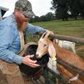 Dewayne Smith checks one of his goats at his Greene County, Mississippi, farm Oct. 13, 2014. Smith is one of several Mississippi farmers diversifying their farming businesses by adding meat goats. (Photo by MSU Ag Communications/Kevin Hudson)